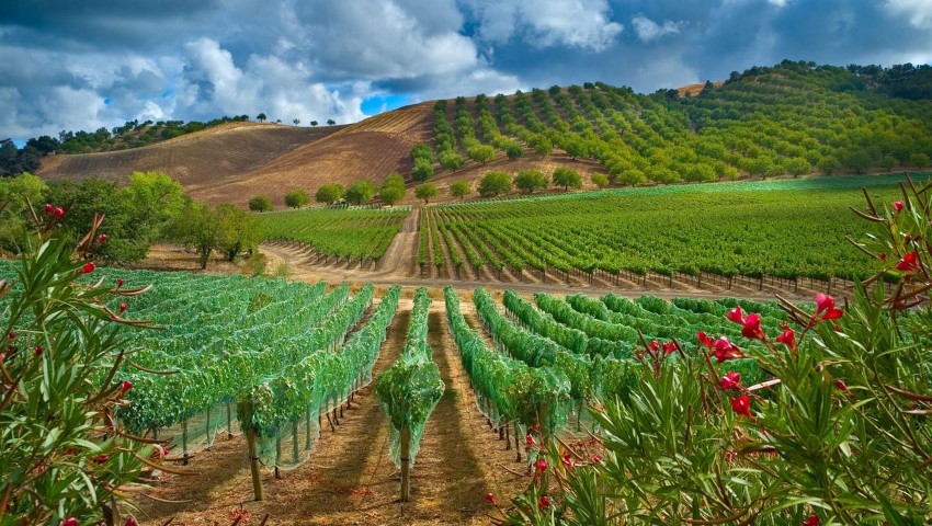 California grape farm
