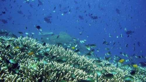 Apo Reef Philippines